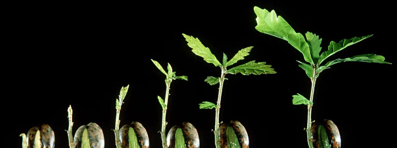 One oak seedling at successive growth stages, from acorn to leafed sprout, lined up left to right.